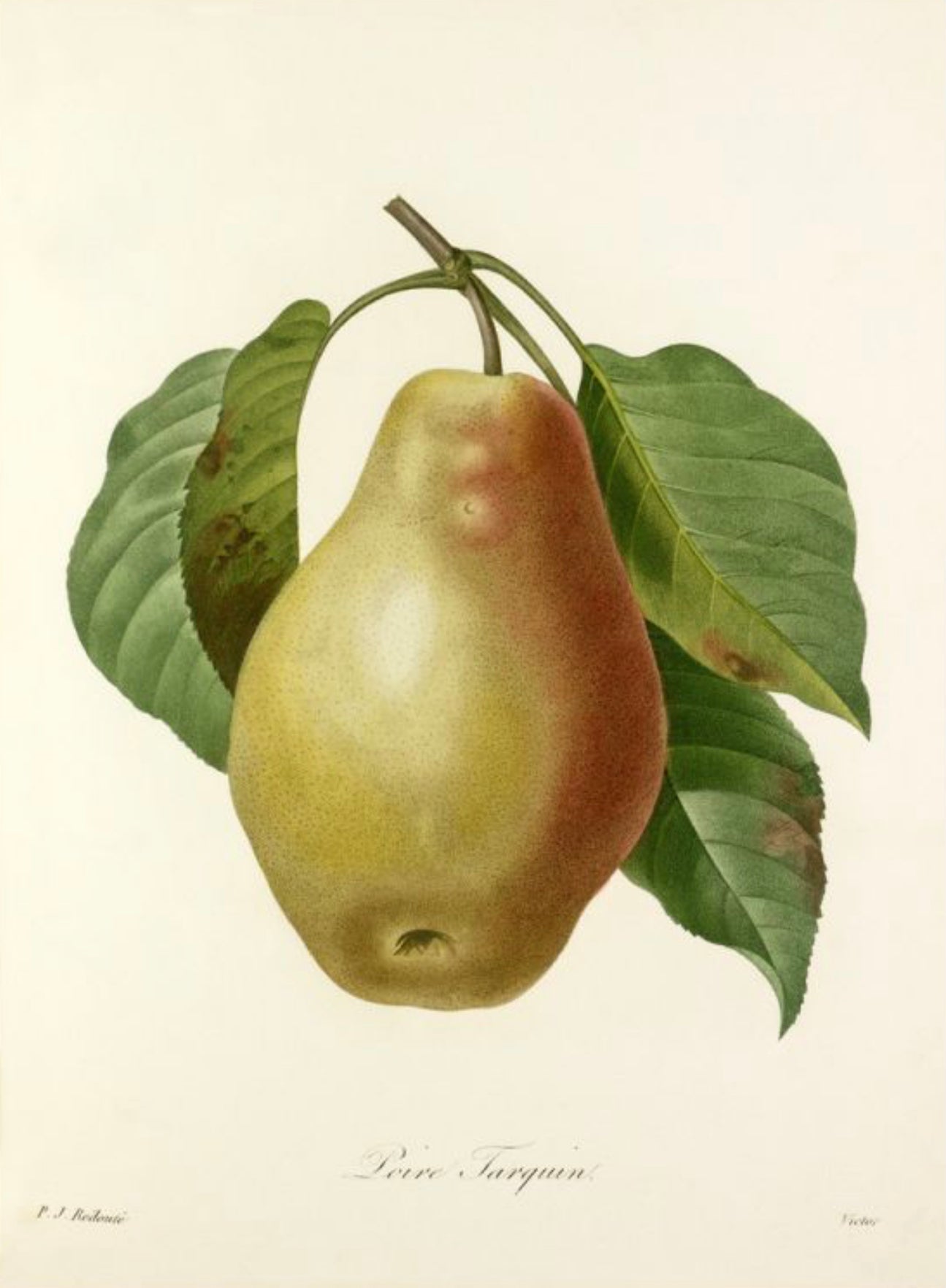 Poire Tarquin