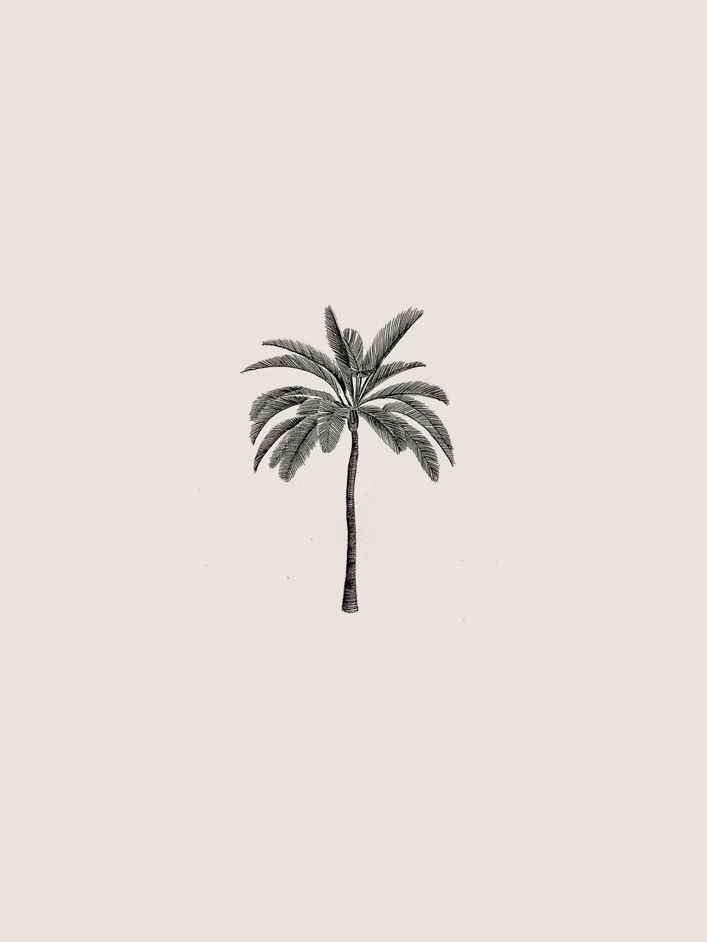 Illustration 002 (Palm Tree)