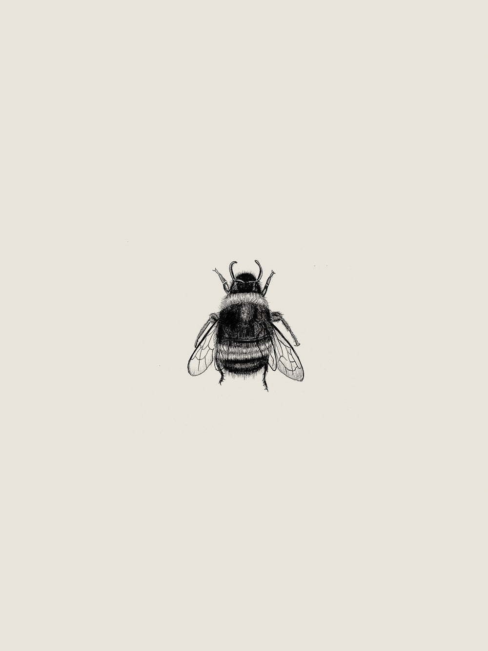 Illustration 004 (Bee)
