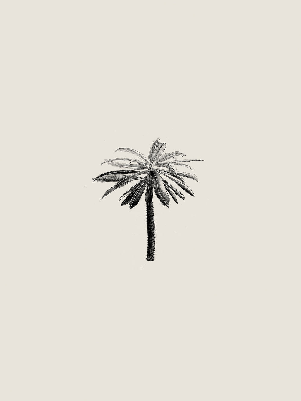 Illustration 007 (Palm II)