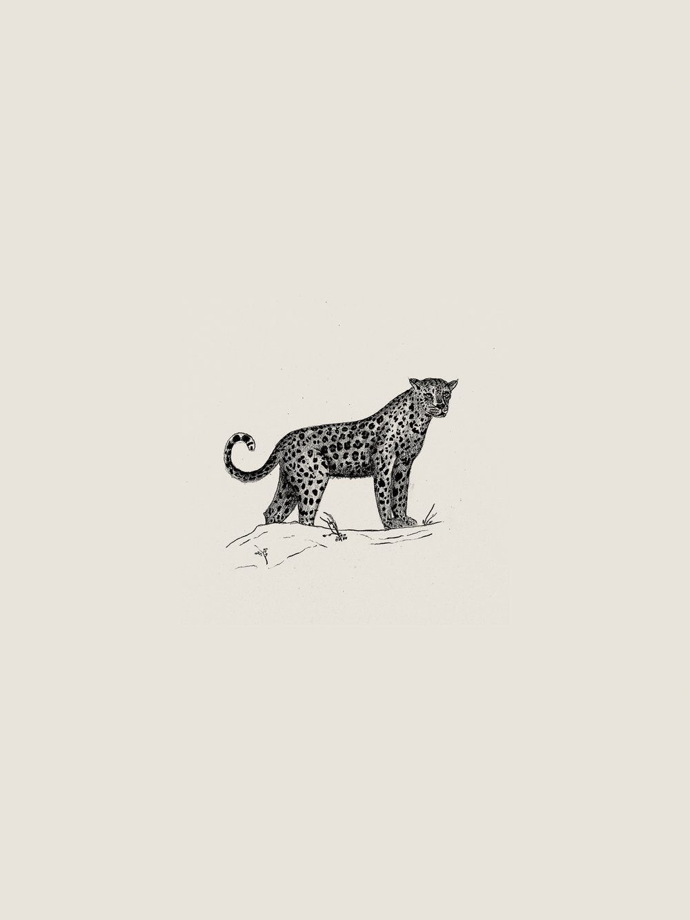 Illustration 013 (Leopard)