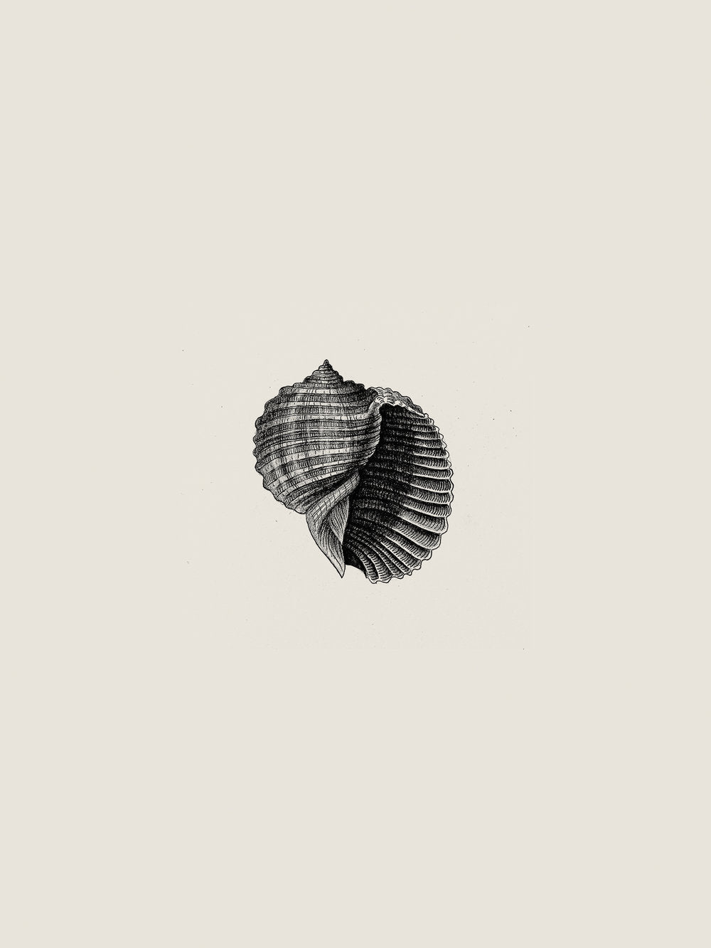 Illustration 015 (Sea Shell)
