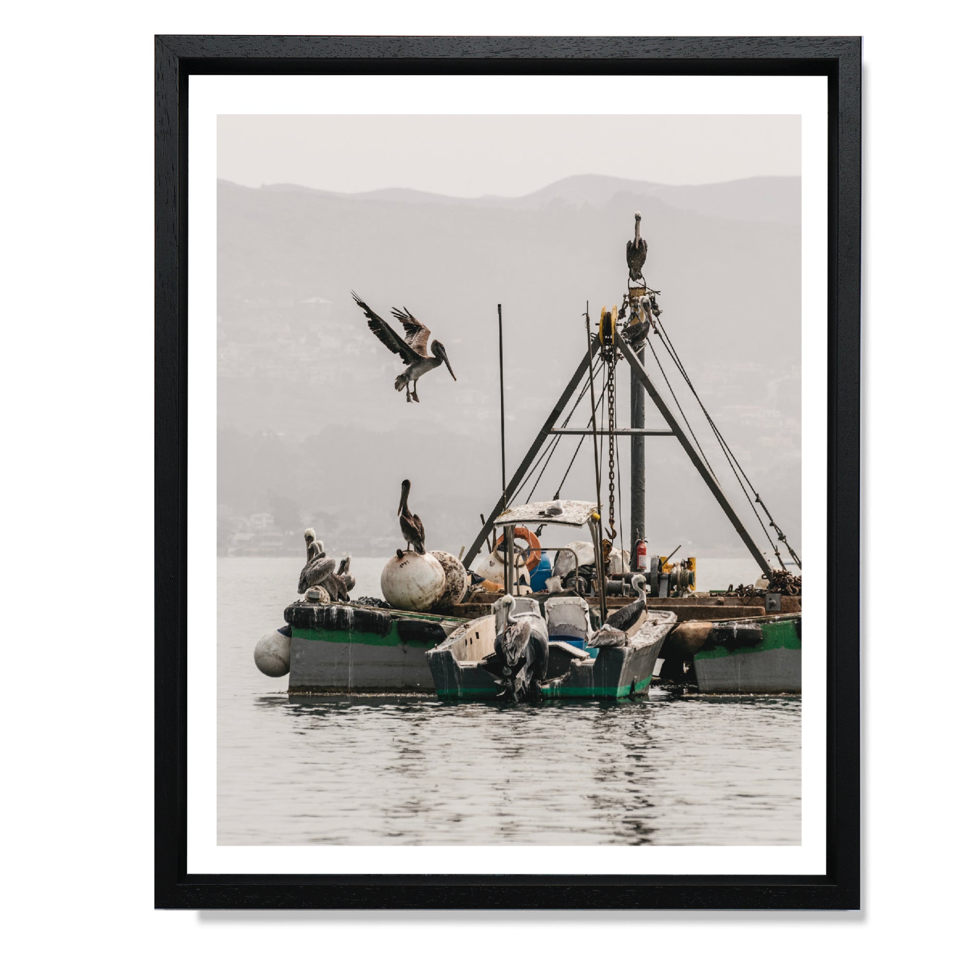 Fishing Pelicans