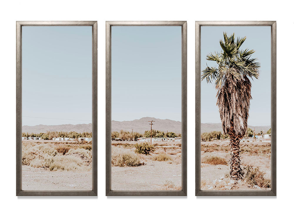 Desert Palm - Triptych