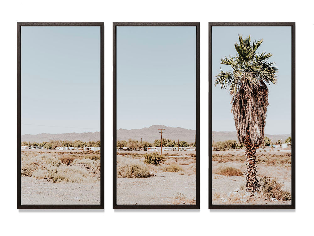 Desert Palm - Triptych