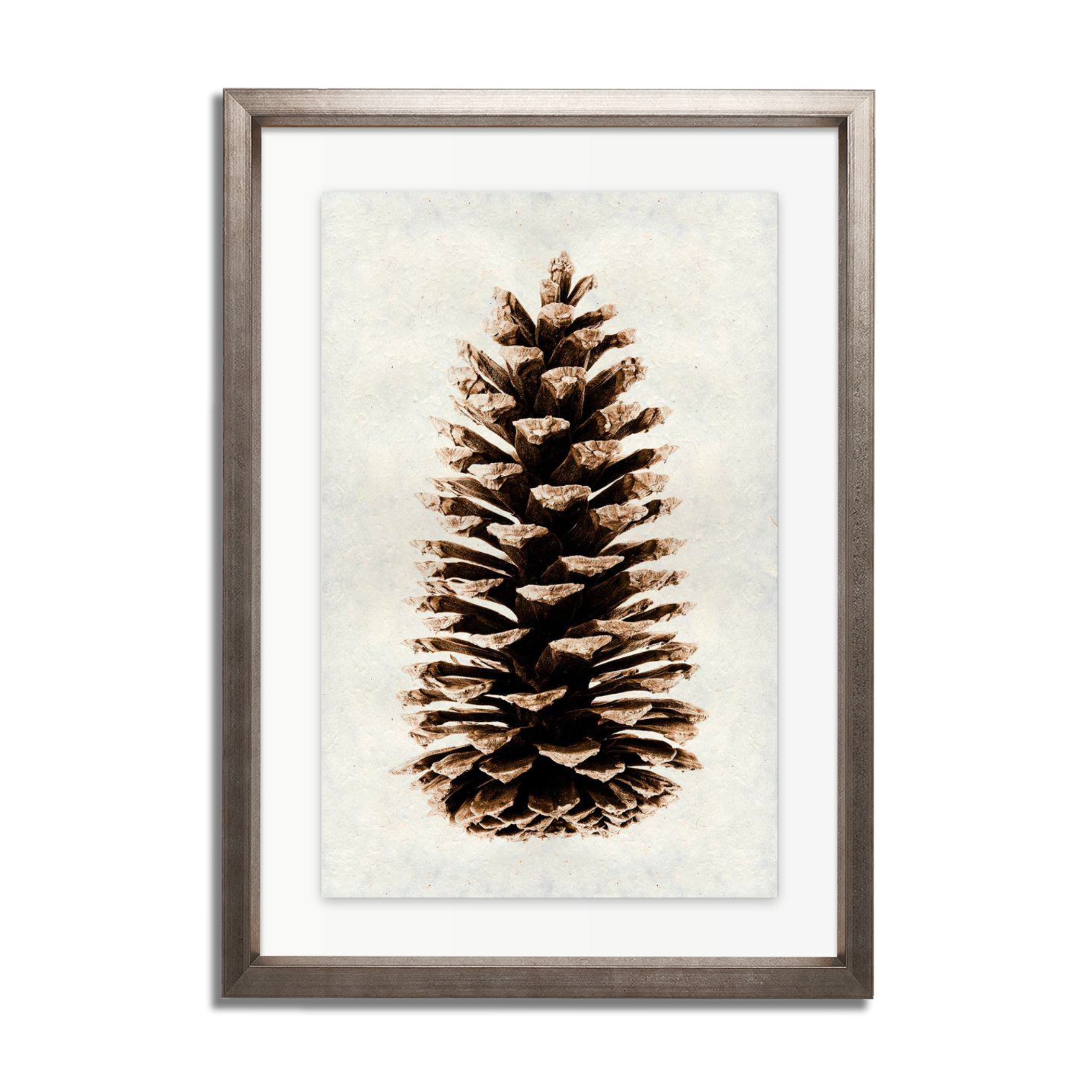 Loblolly Pine Cone
