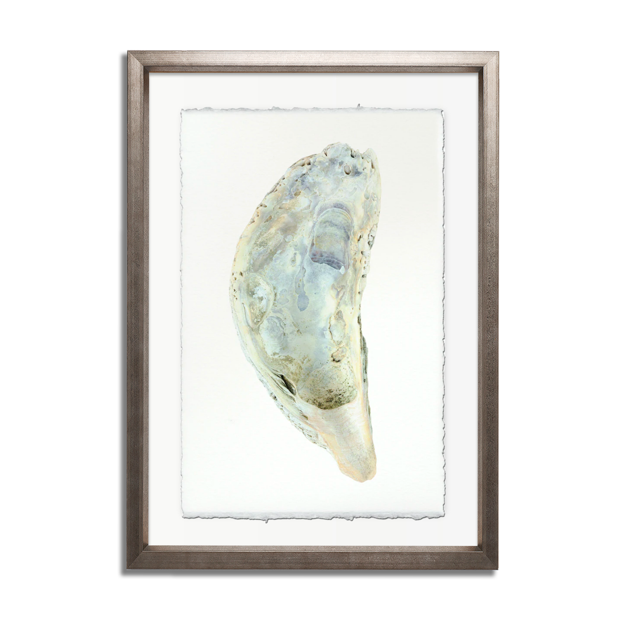Oyster Study #5