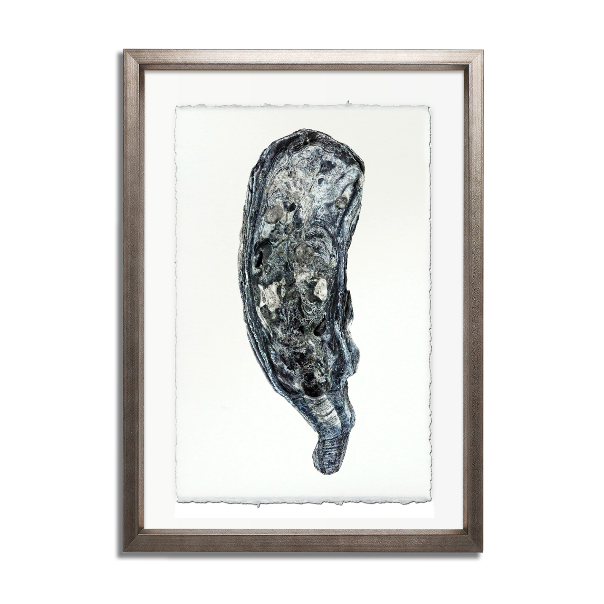 Oyster Study #7