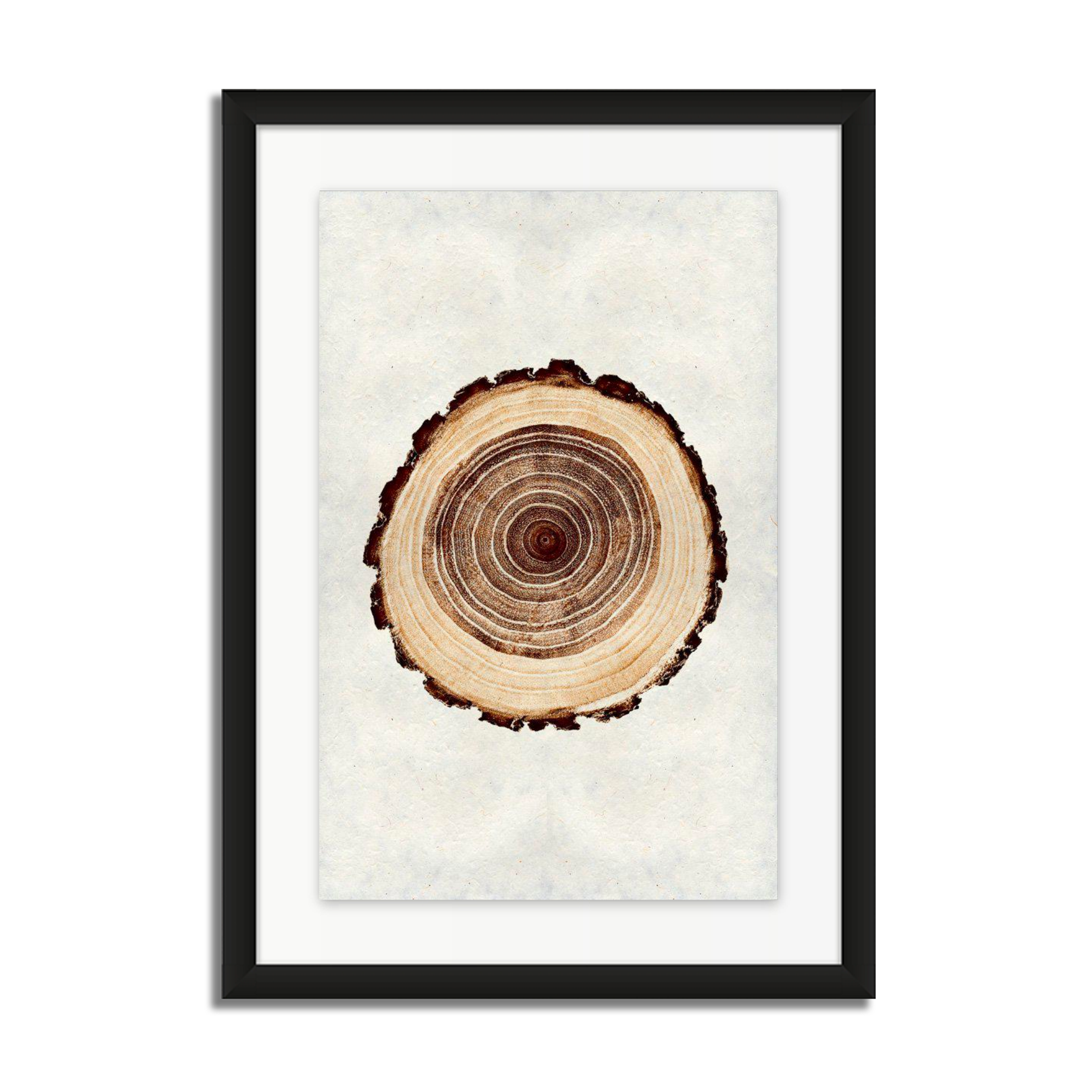 Oak Tree Rings #1