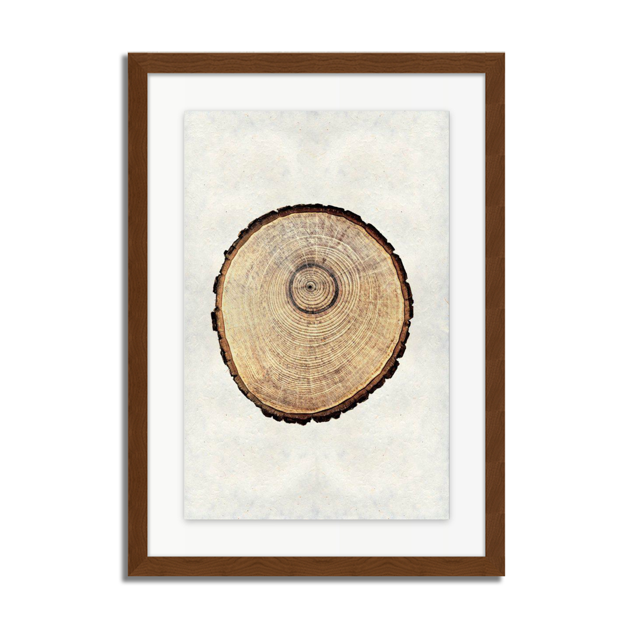 Oak Tree Rings #2