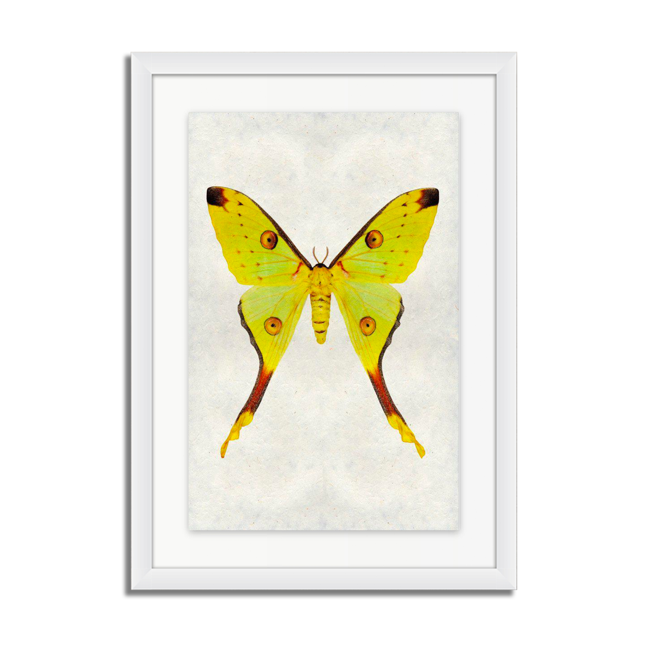 Papilionoidea #1