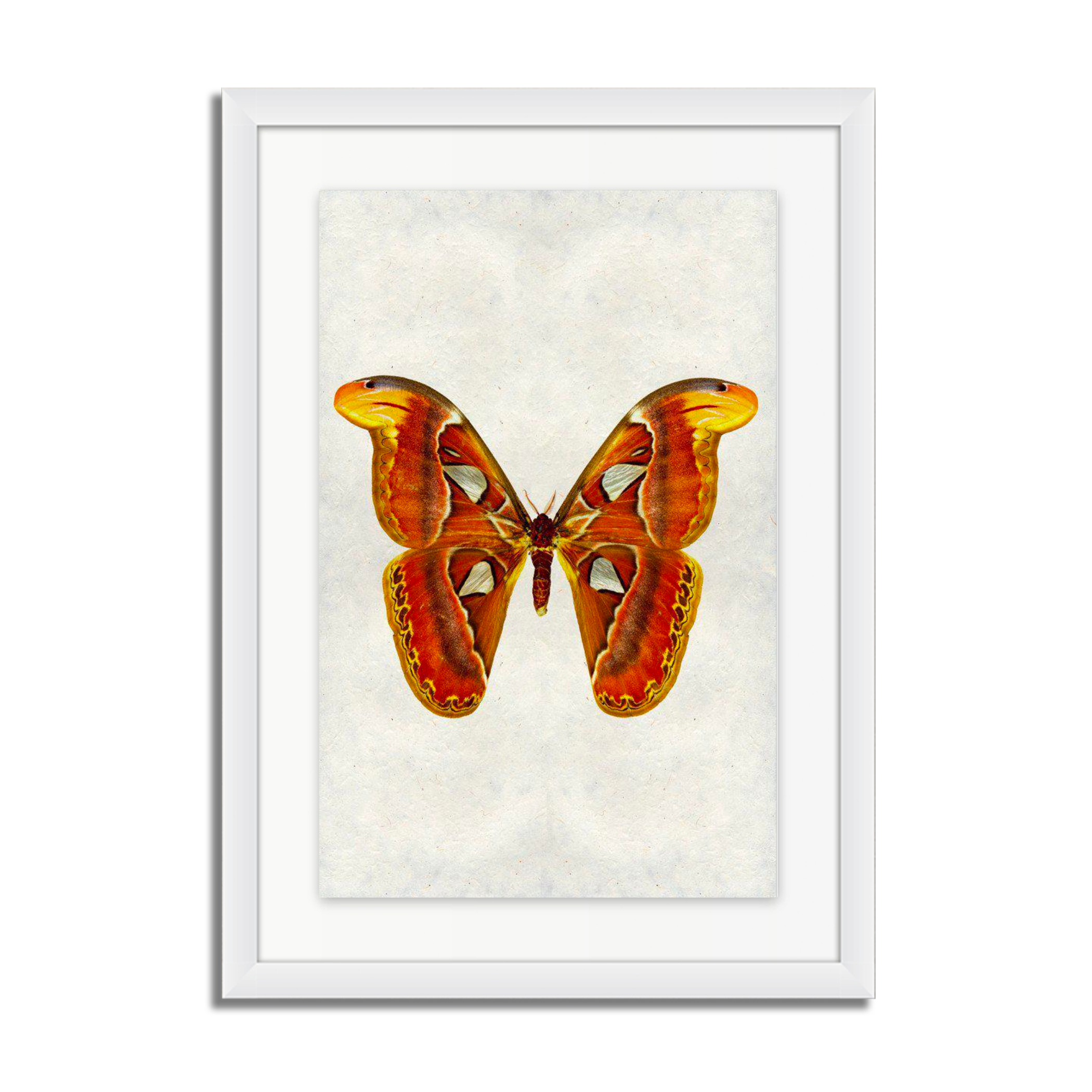 Papilionoidea #2