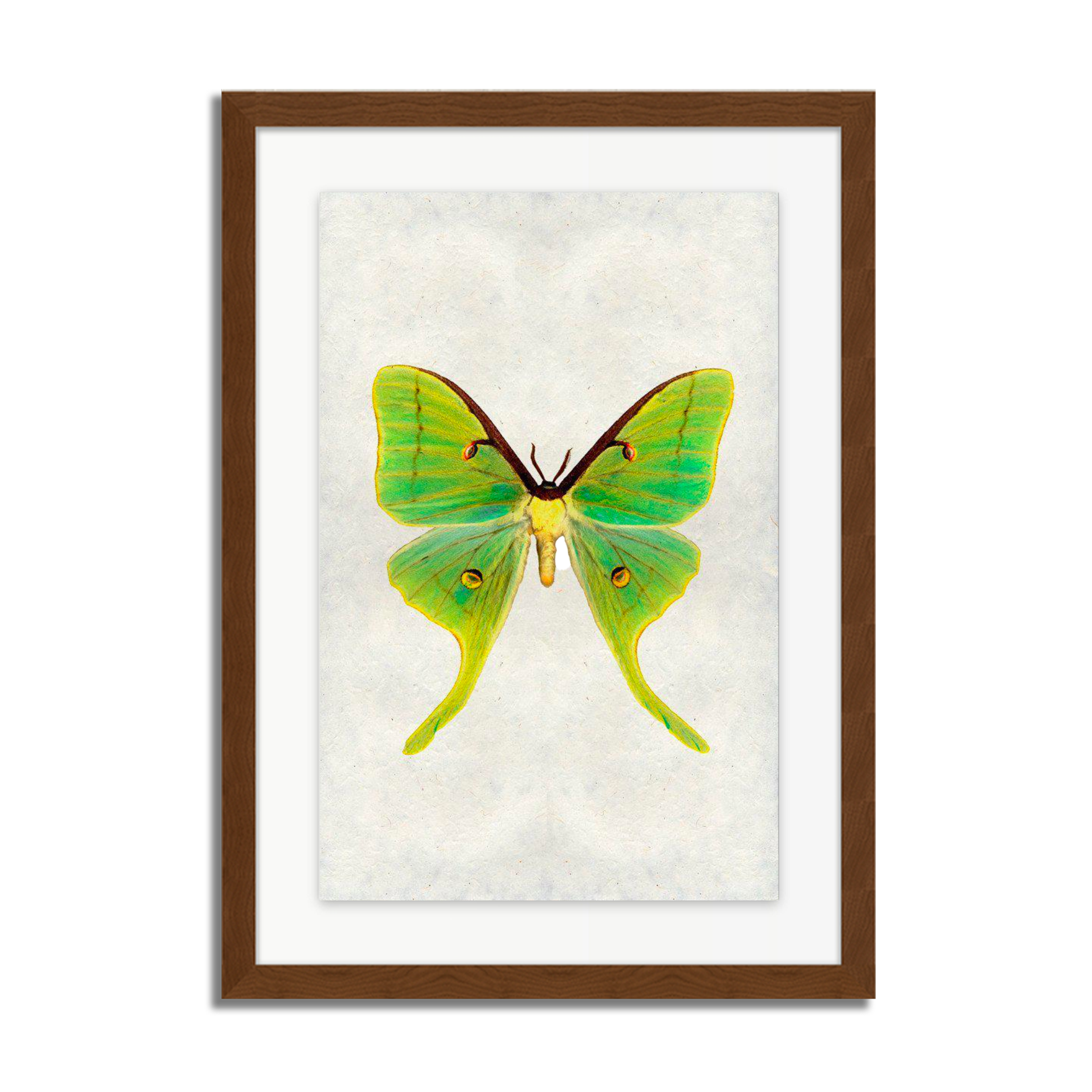 Papilionoidea #3