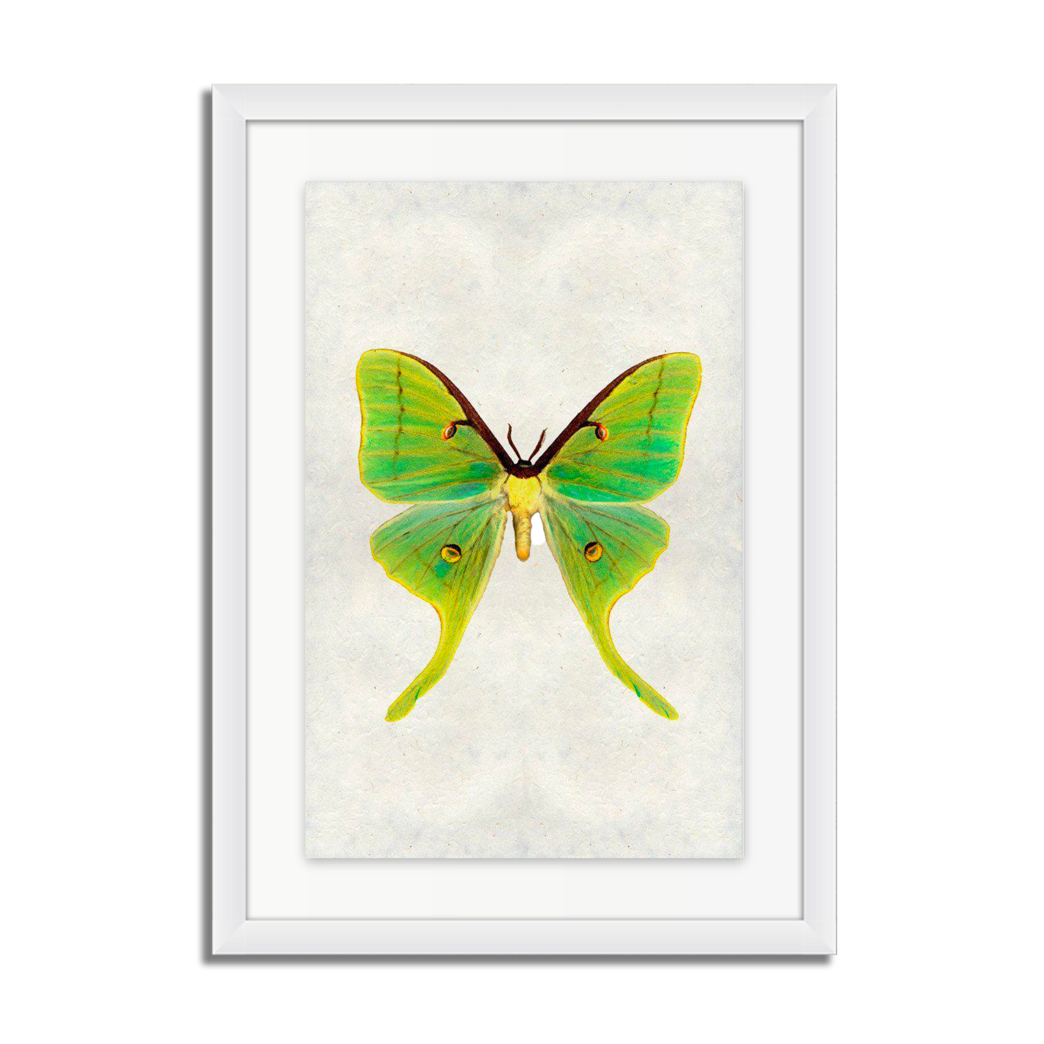 Papilionoidea #3