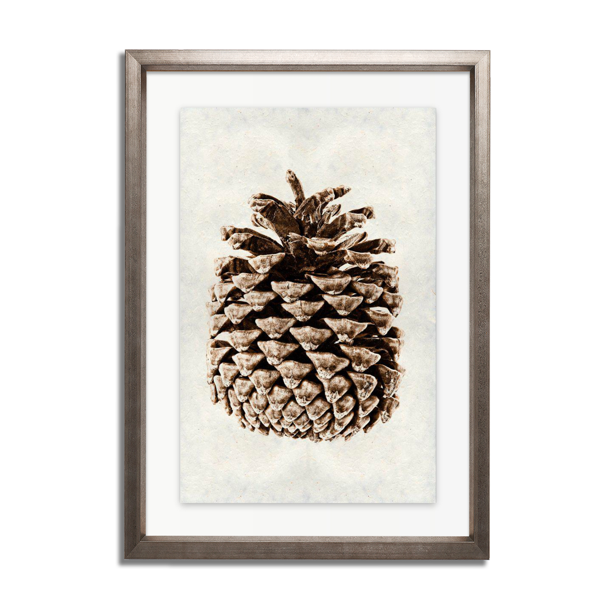 Ponderosa Pine Cone