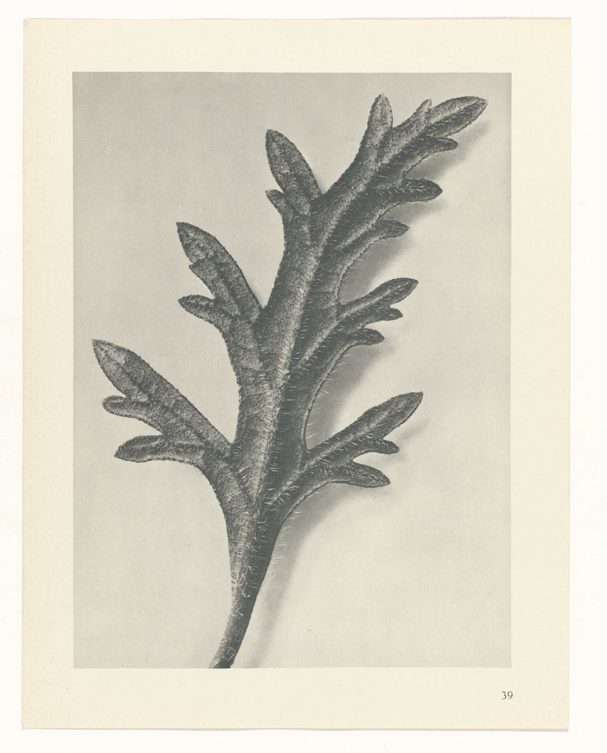 Karl Blossfeldt Plant Study #39
