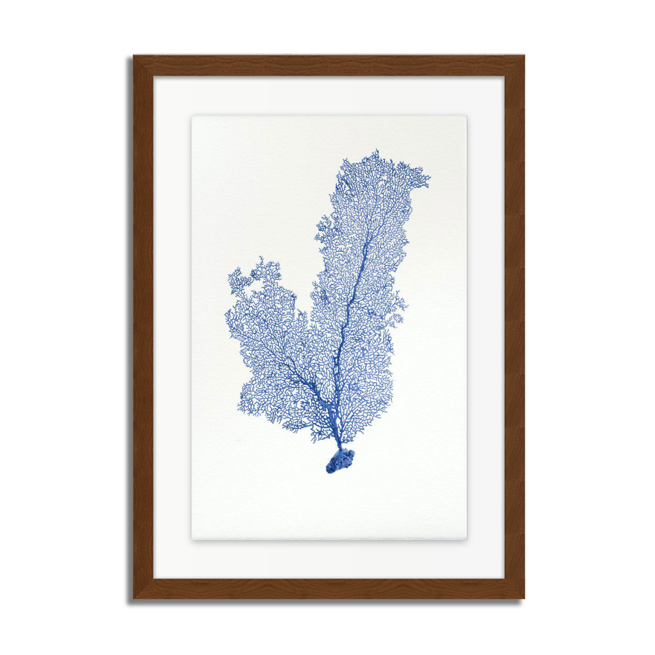 Tall Sea Fan