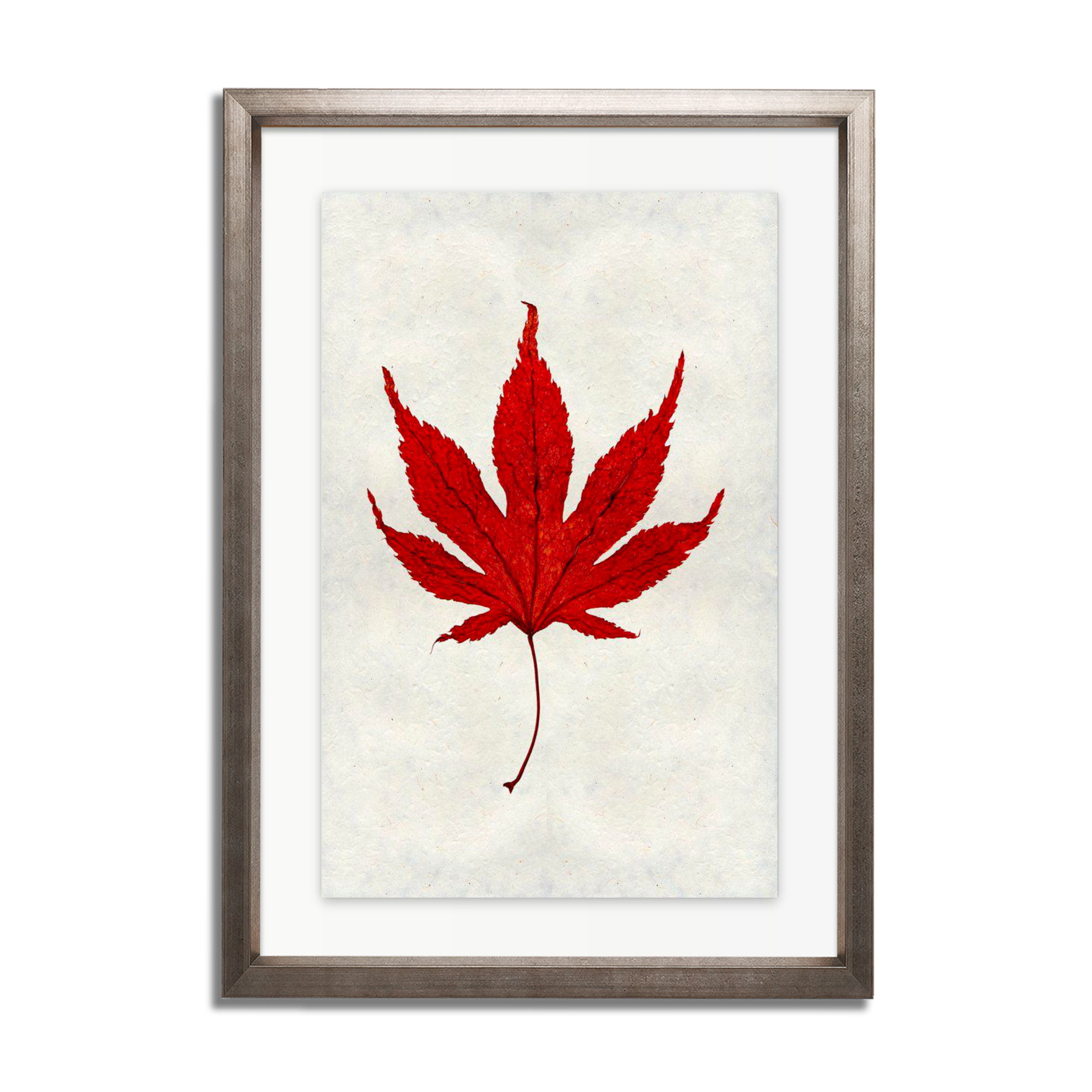 Japanese Maple Leaf